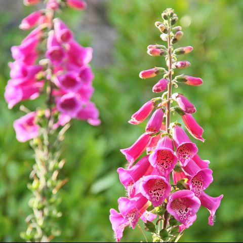 close up of foxglove flowers