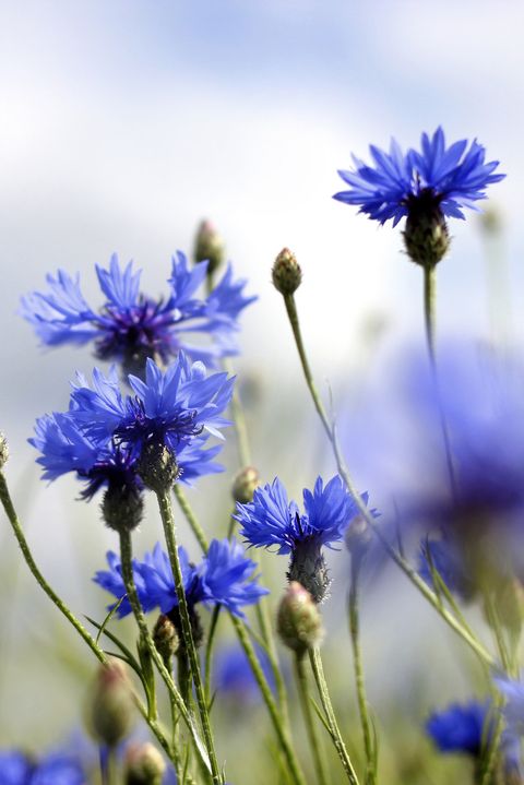 cornflowers