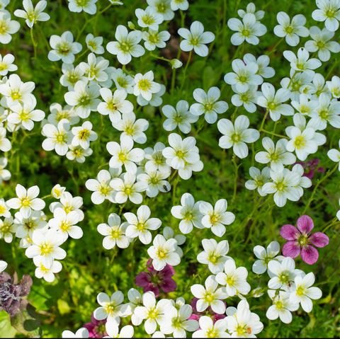 sweet alyssum