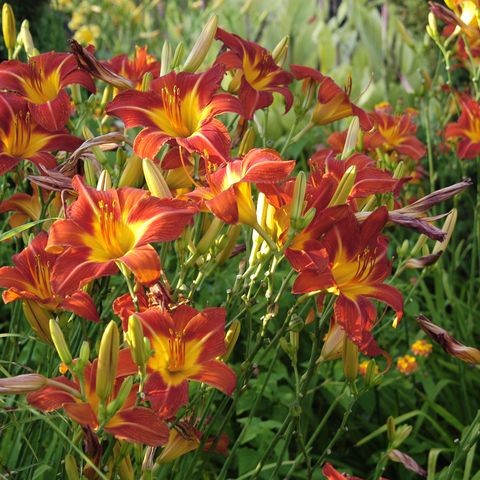 daylilies