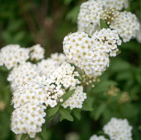 close up photo of yarrow