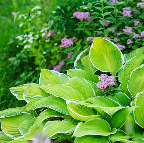 best perennials   hosta