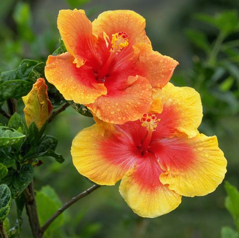 dew covered yellow and red hibiscus flowers