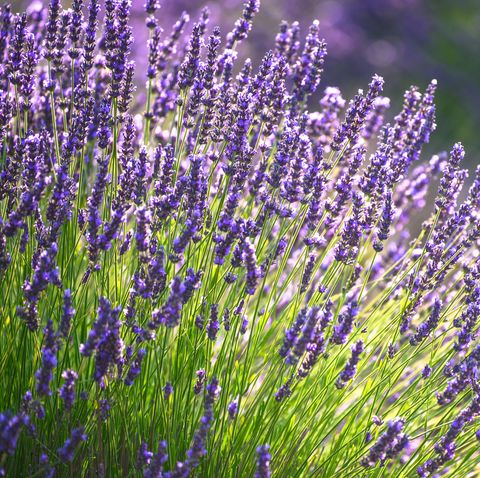 best perennials   lavender flowers