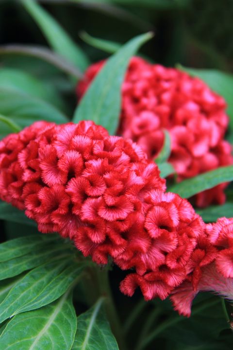 beautiful red Celosia Cristata