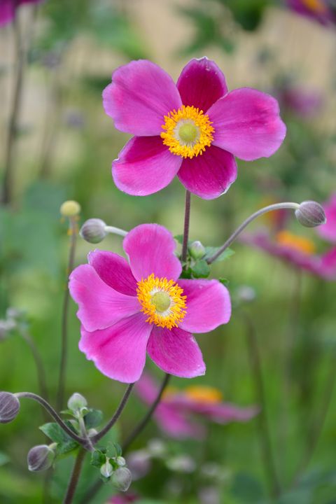 Japanese Anemone flower